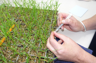 Seedling grow out tests.png