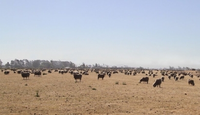 Sheep on dry.jpg