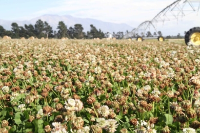 White clover_Methven_31 Jan18 (25).jpg