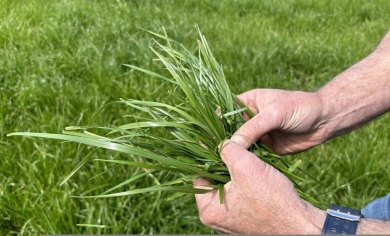 array dairy well-grazed hands SM - Copy.jpg