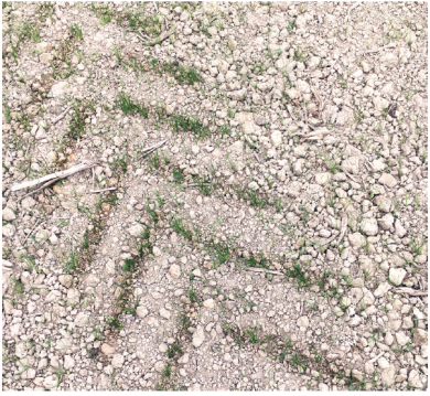 Pg 94 - Sowing depth - Consolidation - Photo.png