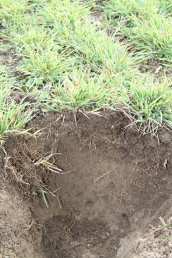 Dry river soil in N canty.jpg
