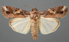 FA adult moth