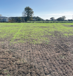 FA damage on spray-drilled ryegrass pasture.