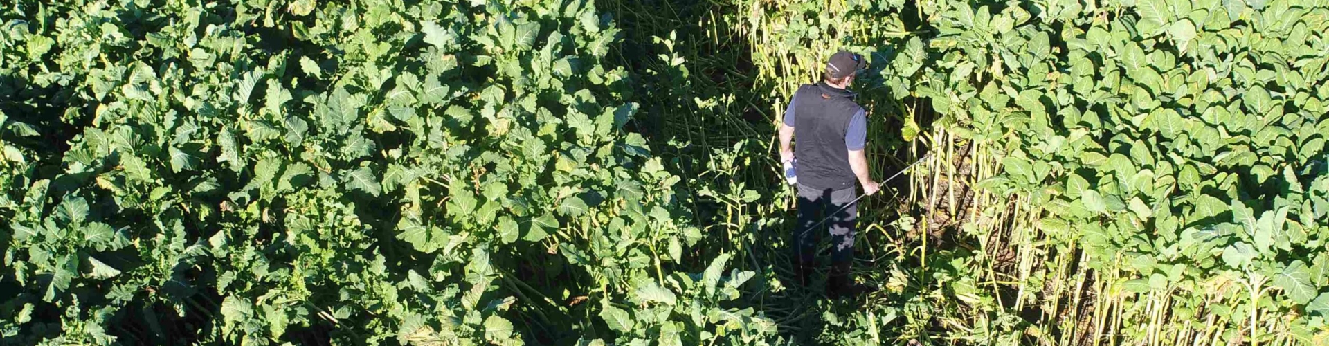 05-MAY_-Assessing-drymatter-yield-in-a-Bombardier-EG-kale-crop-prior-to-its-winter-grazing-scaled.jpg