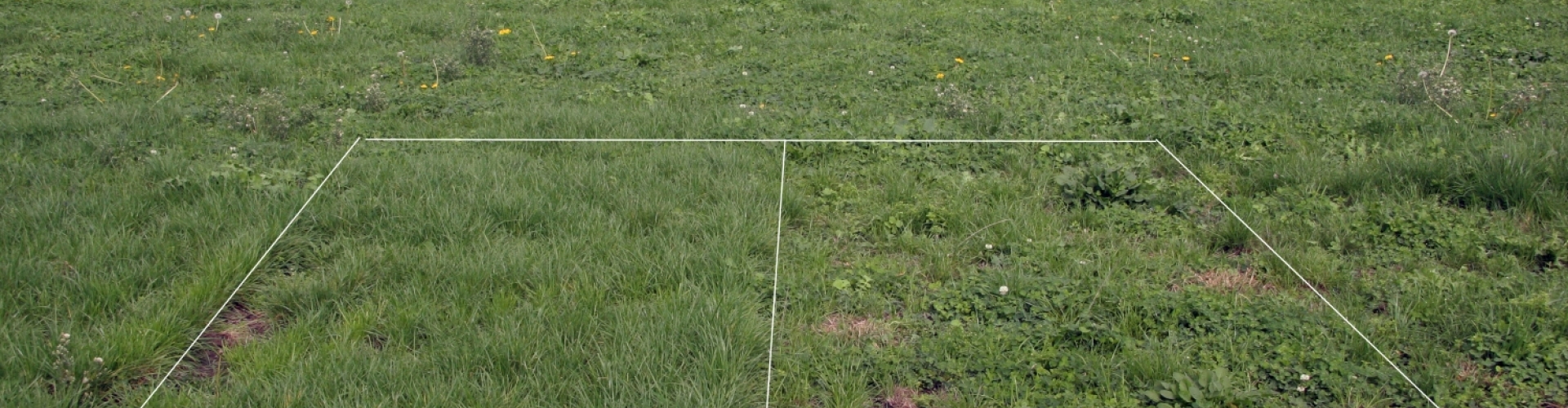 Endophyte insect control ratings heading 