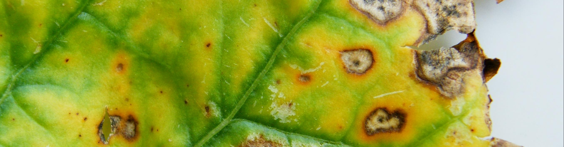 Fodder beet diseases - Alternaria sp.