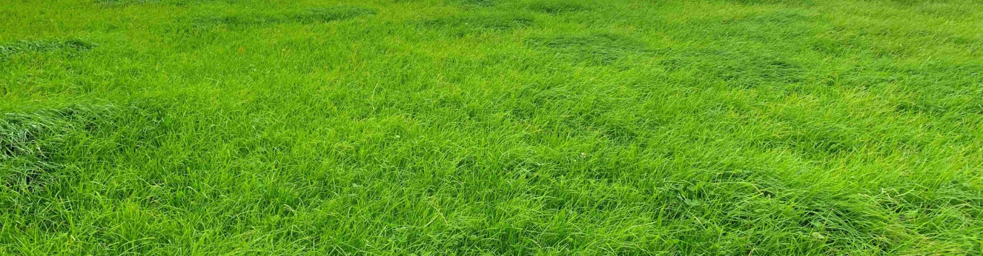 Maxsyn-4front-mix-LUDF-ready-3rd-grazing_Feb21-modified-1-scaled.jpg