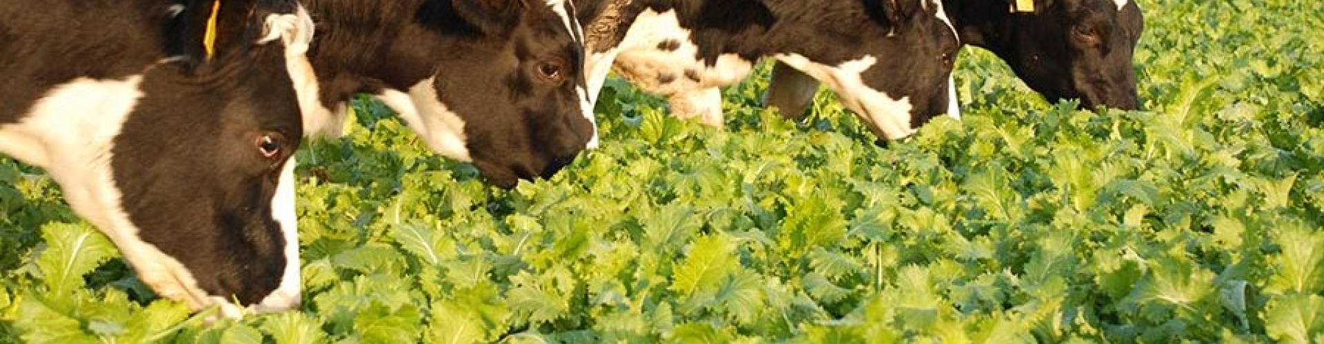Multi-graze-brassicas-at-300.jpg
