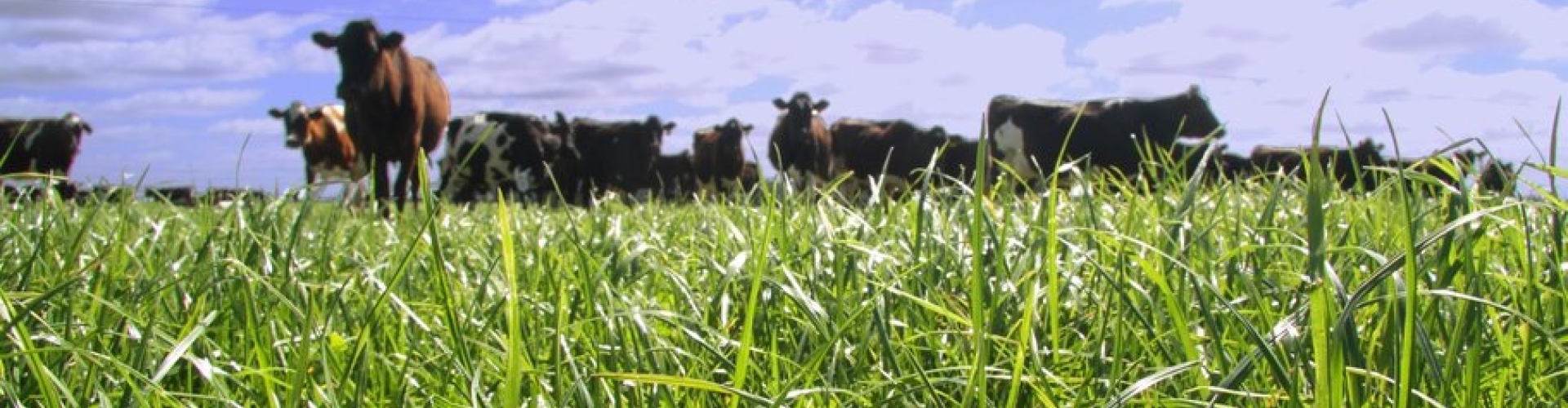 Pasture grazed_trimmed SM.jpg