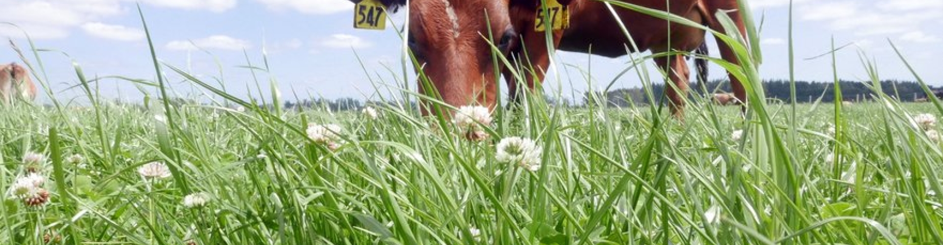 Sow and grow.jpg
