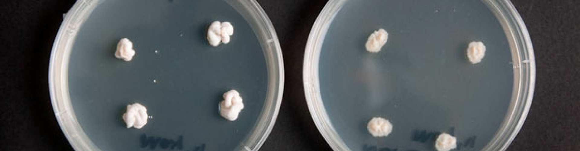 Endophytes-on-agar_2012.jpg