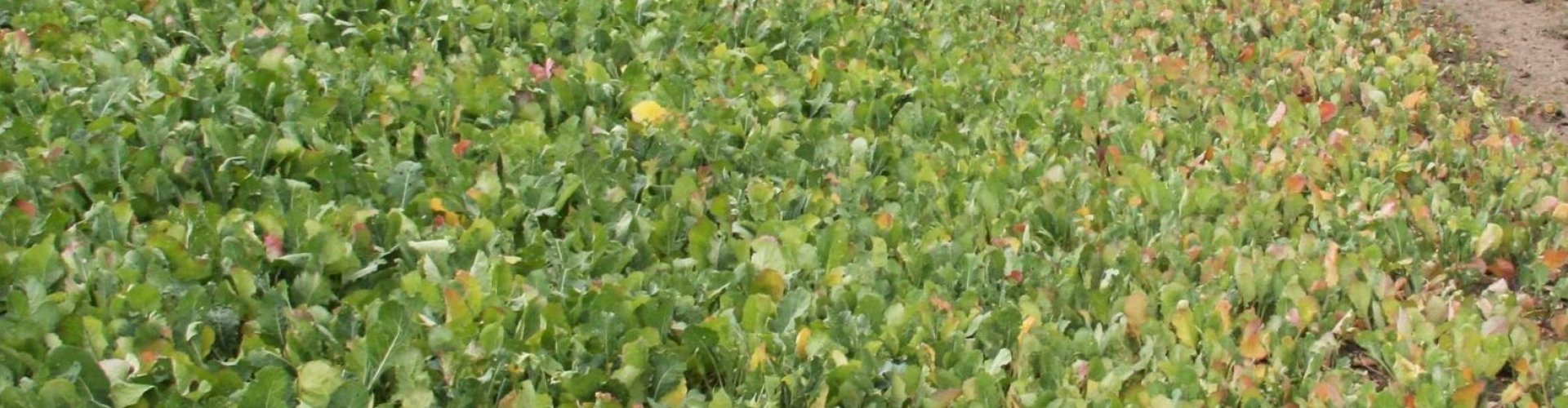 Good-vs-Poor-Fertility-Outside-edge-missed-fertiliser-urea-On-S-Jan-09-Winfred-Rape-3_trimmed_modified-scaled-e1743994453366.jpg