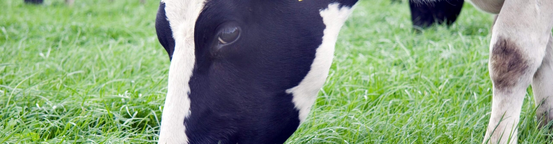 PM-P84_Cows-on-Bealey-LUDF-April08-scaled (2).jpg
