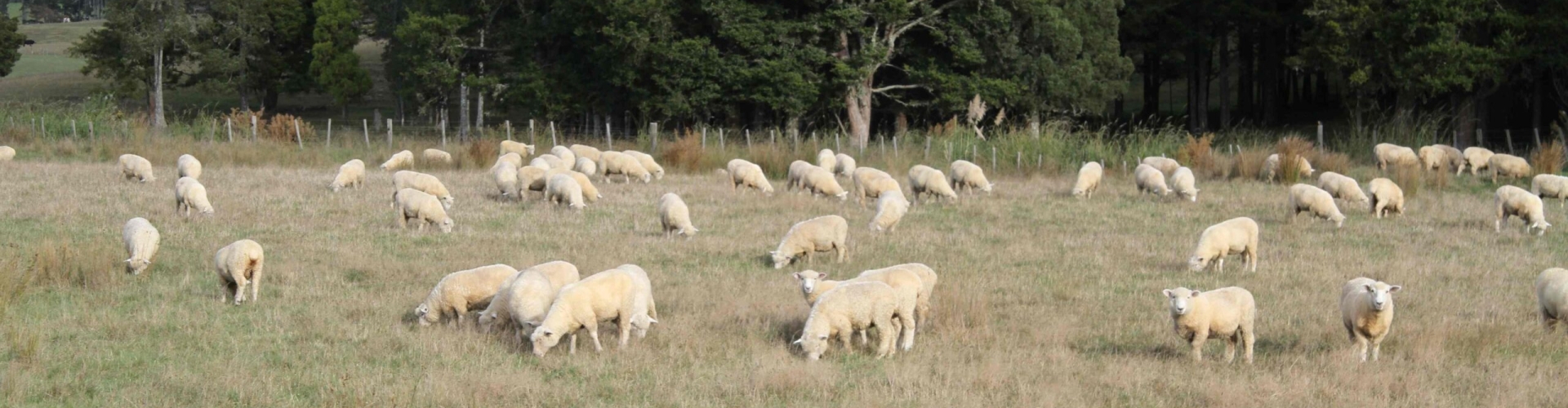 Poor-pasture_Northland_Feb15-2-scaled.jpg