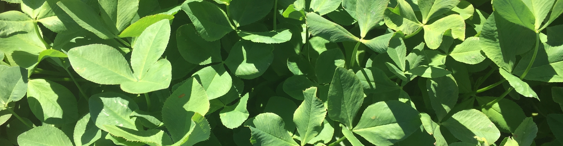Laser - Persian Clover