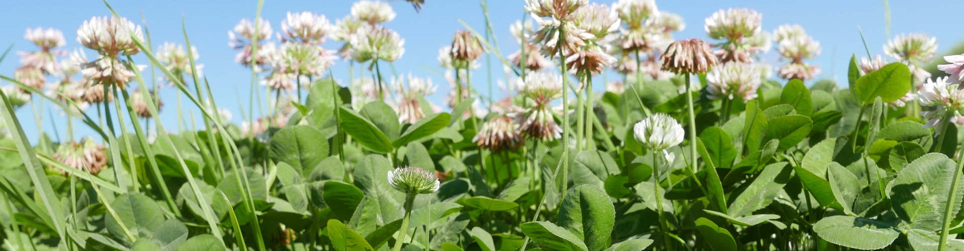 Ruru White Clover | Barenbrug