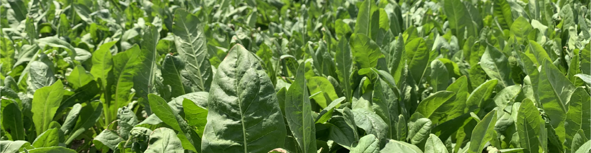 501 Chicory