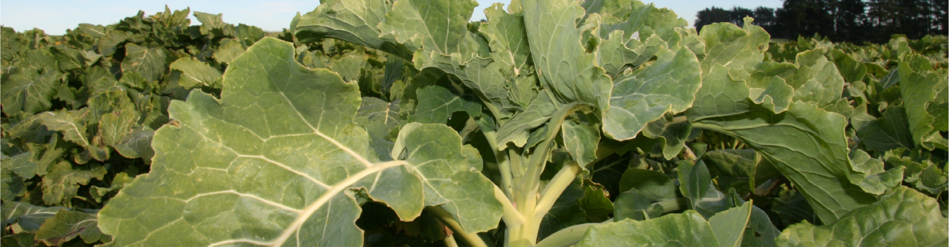 Bombardier