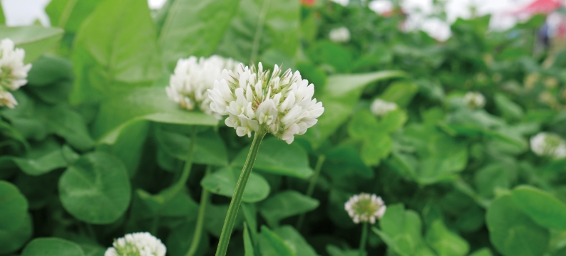 Ag_Product Header_ProtaWhite2_0.jpg