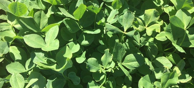 Laser - Persian Clover
