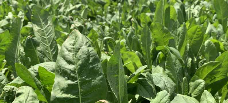 501 Chicory