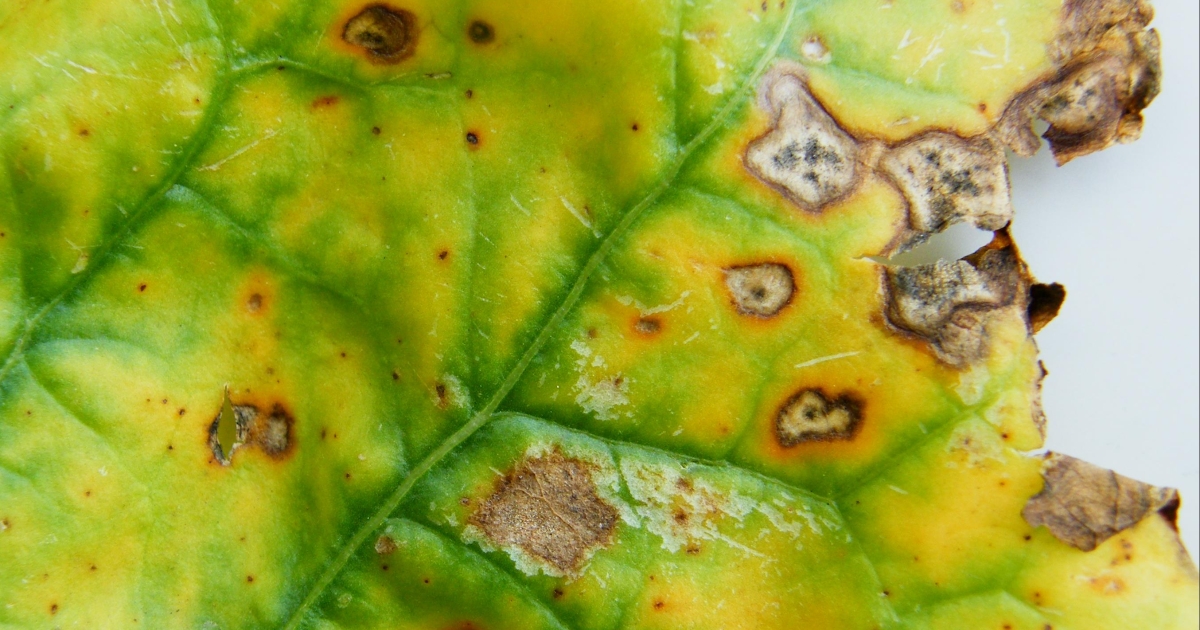 Fodder beet diseases - range of diseases | Barenbrug