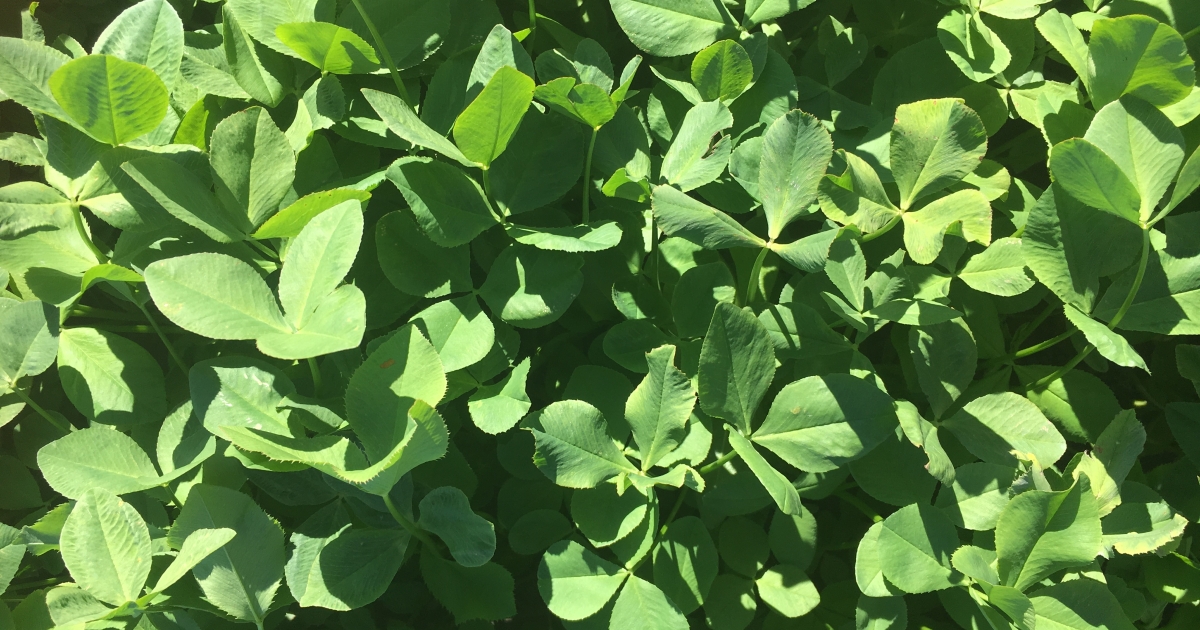Clover Product Range | Barenbrug