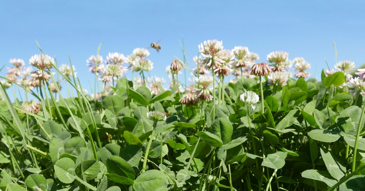 Ruru White Clover | Barenbrug