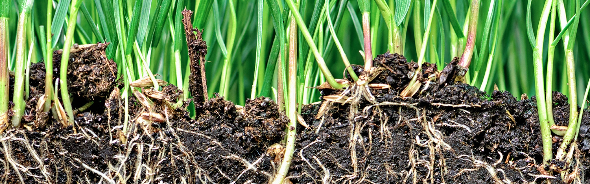 Soil Health