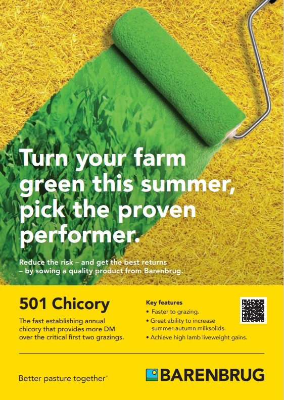 chicory