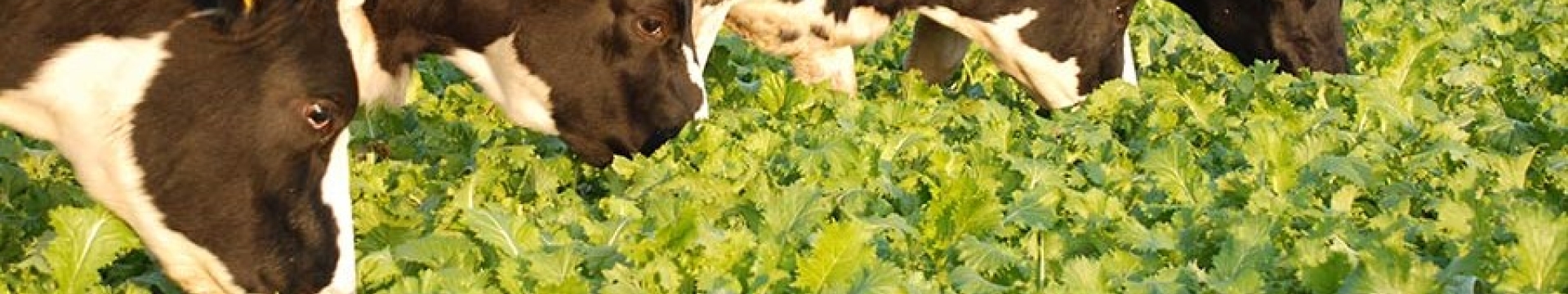 Multi-graze-brassicas-at-300.jpg