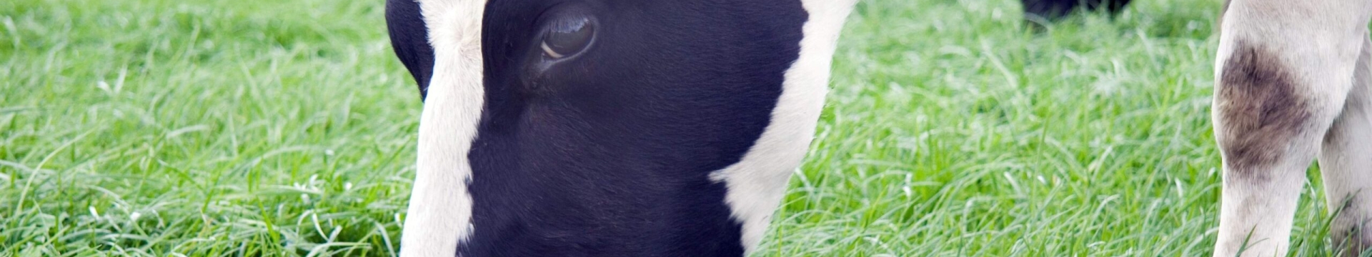 PM-P84_Cows-on-Bealey-LUDF-April08-scaled.jpg