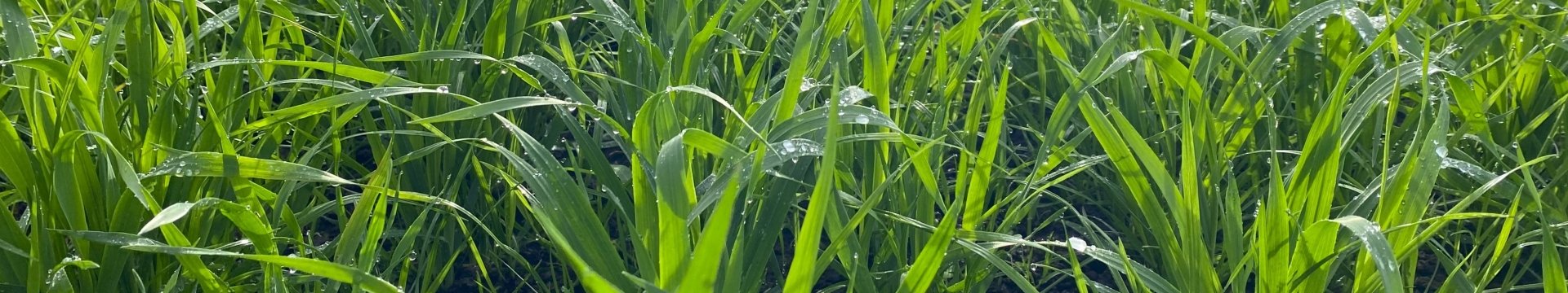 Catchcrop+