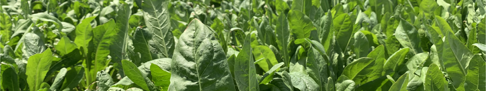501 Chicory