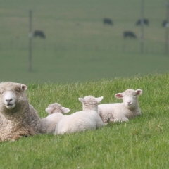 AB ewe feed 1.jpg