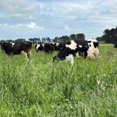 DAIRY COWS ON LONG PASTURE (1).jpg