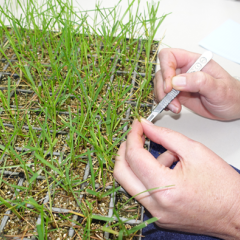 Seedling grow out tests.png