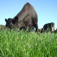 Shogun_St-Peters-School-dairy-farm_summer-2011-11-scaled.jpg