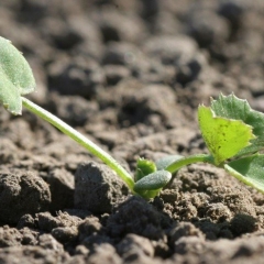White clover germinates (1).jpg