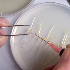 Agar plate w seeds Sm