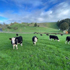 Array Grazing